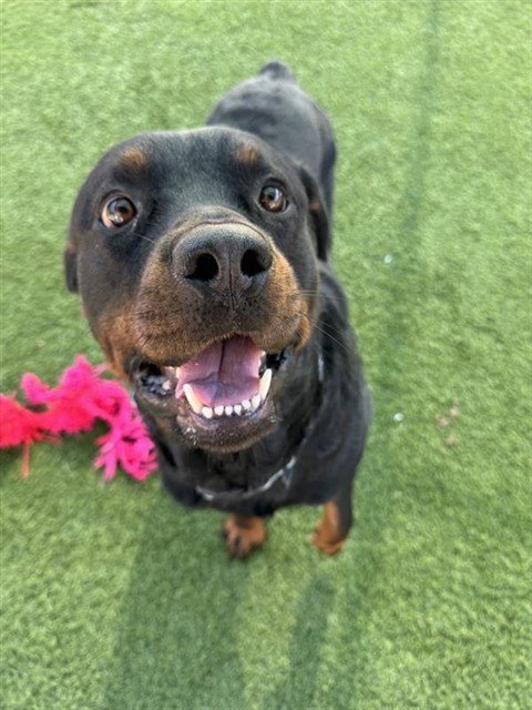 BO Image