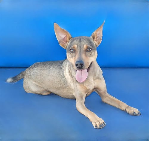 RIN - Terrier available for adoption