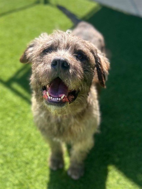CHEWY - Terrier available for adoption