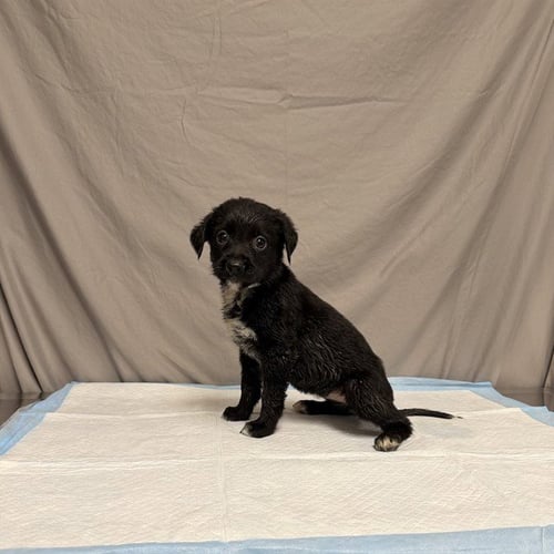 FLOWER - German Shepherd Dog / Belgian Shepherd Malinois available for adoption