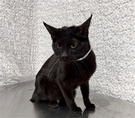 BELLA - Domestic Short Hair available for adoption