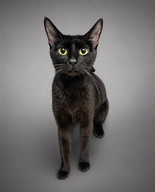 BELLA - Domestic Short Hair available for adoption