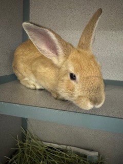 BUNNION Image