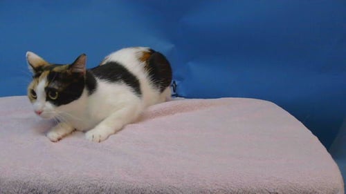 KALI - Domestic Short Hair available for adoption