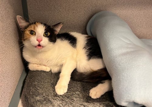 KALI - Domestic Short Hair available for adoption