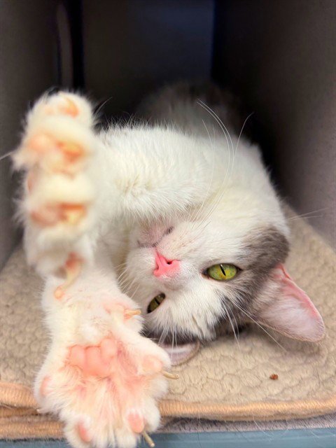 ACER - Domestic Short Hair available for adoption
