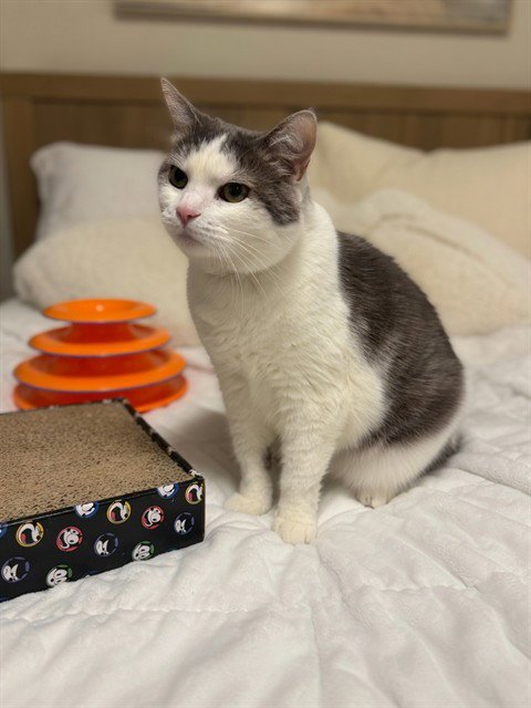 ACER - Domestic Short Hair available for adoption