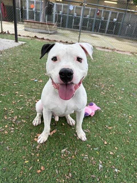 SIR CHARLES - American Bulldog / Pit Bull Terrier available for adoption