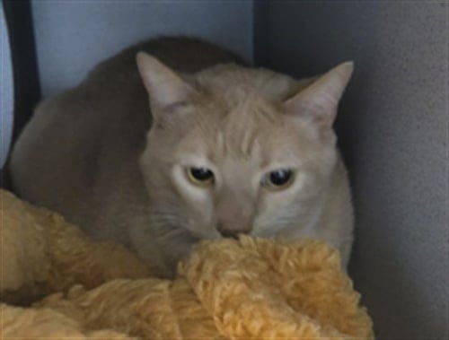 QUIK - Domestic Short Hair for adoption in Simi Valley