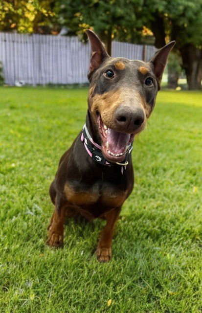 DONNA - Doberman Pinscher available for adoption
