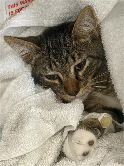 CATRICK SWAYZE - Domestic Short Hair available for adoption