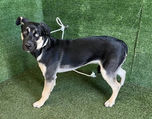 LUCY - German Shepherd Dog / Siberian Husky for adoption in Simi Valley