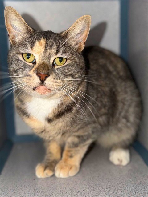 CLEO - Domestic Short Hair available for adoption