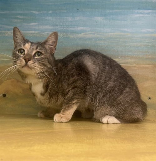 CLEO - Domestic Short Hair available for adoption