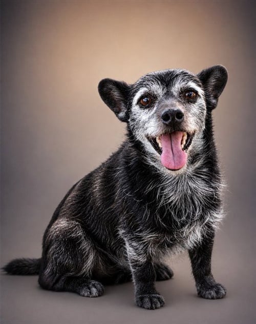 PIERRE CURIE - Terrier available for adoption
