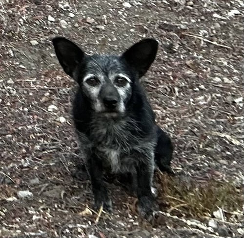 PIERRE CURIE - Terrier available for adoption