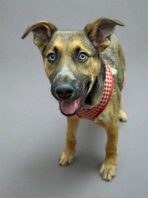 BEAR - German Shepherd Dog available for adoption