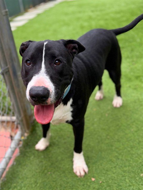 LUCA - Bull Terrier available for adoption