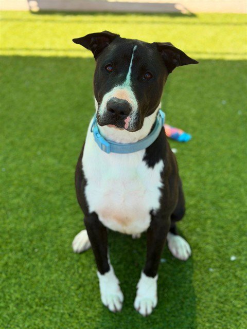 LUCA - Bull Terrier available for adoption
