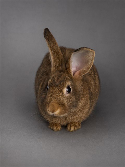 MOCHI - Shorthaired Rabbit available for adoption