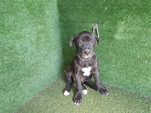 DAGGER - Pit Bull Terrier available for adoption