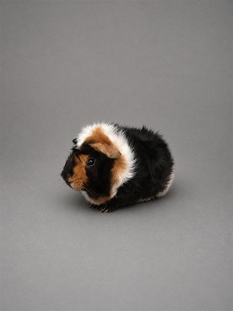 REX - Guinea Pig available for adoption