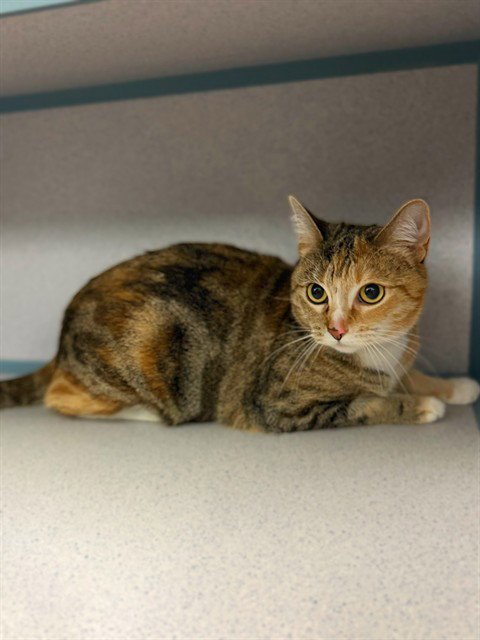 BABY - Domestic Short Hair available for adoption