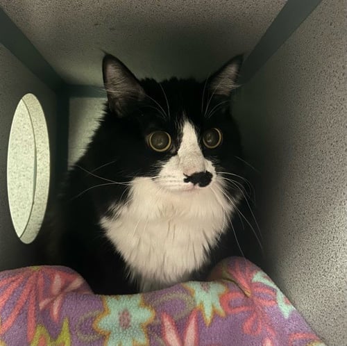 A5794268 - Domestic Medium Hair available for adoption