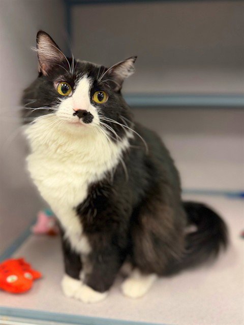BEATRICE - Domestic Medium Hair available for adoption