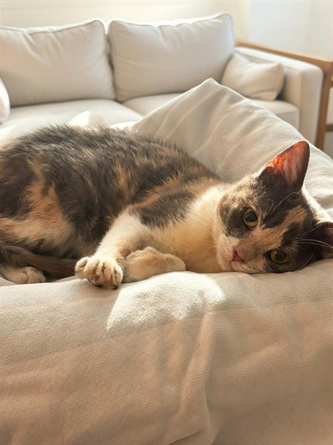 MOSAIC - Domestic Medium Hair available for adoption