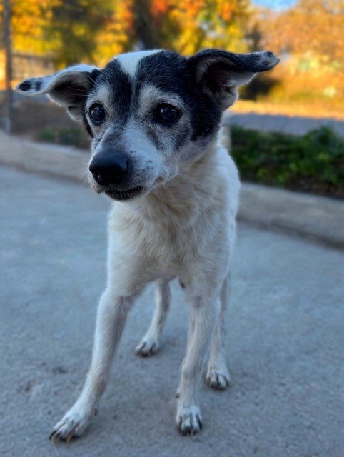 A5806091 - Terrier available for adoption