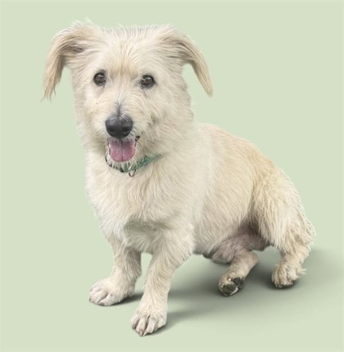 DONKEY - Terrier available for adoption