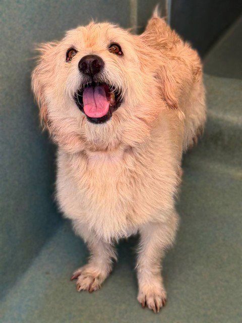 DONKEY - Terrier available for adoption