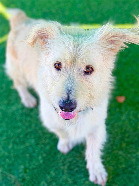 DONKEY - Terrier available for adoption