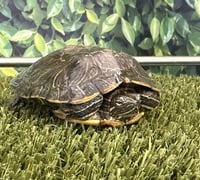 RAPHAEL - Photo 1