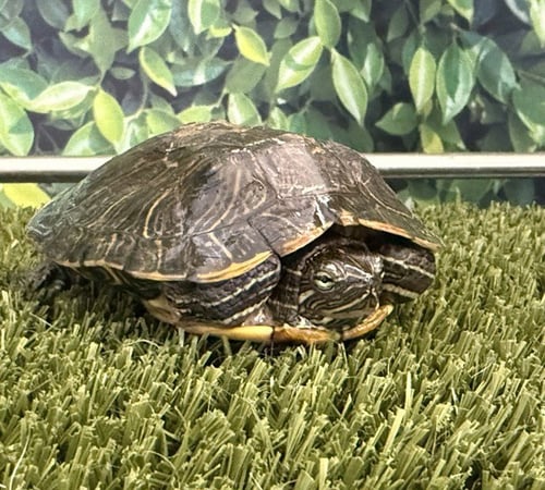 RAPHAEL - Turtle available for adoption