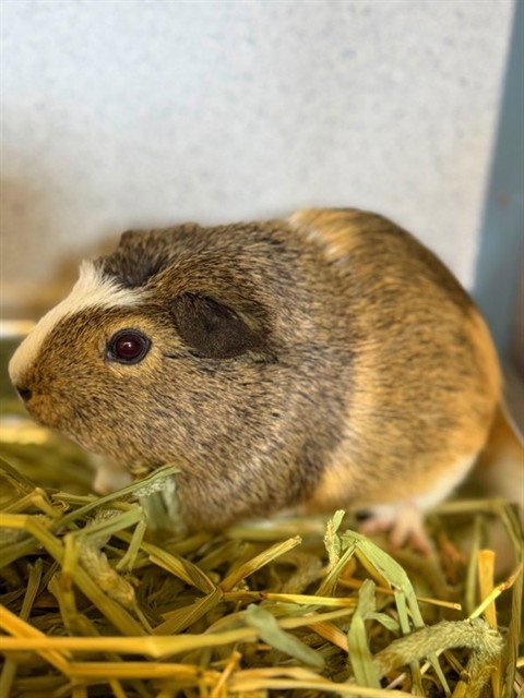 A5801968 - Guinea Pig available for adoption