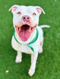 AMBER - Photo 1