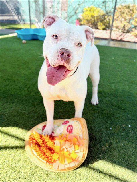 AMBER - Pit Bull Terrier available for adoption
