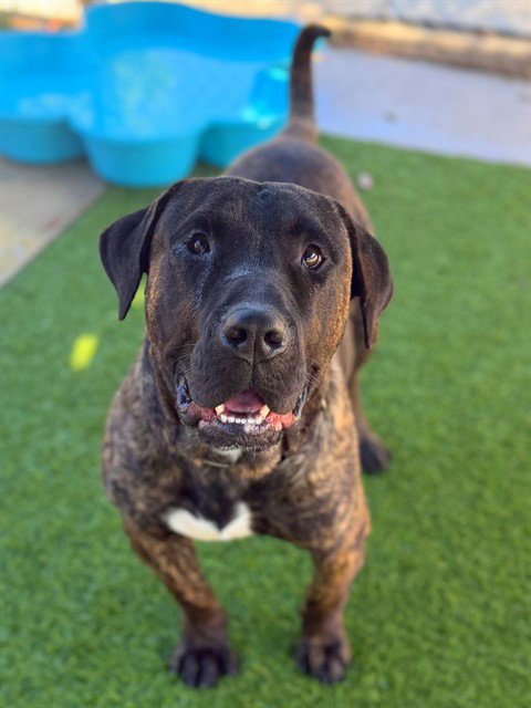 ESPRESSO - Presa Canario available for adoption