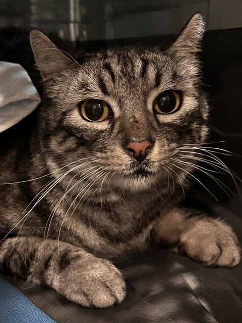 GUS - Domestic Short Hair available for adoption