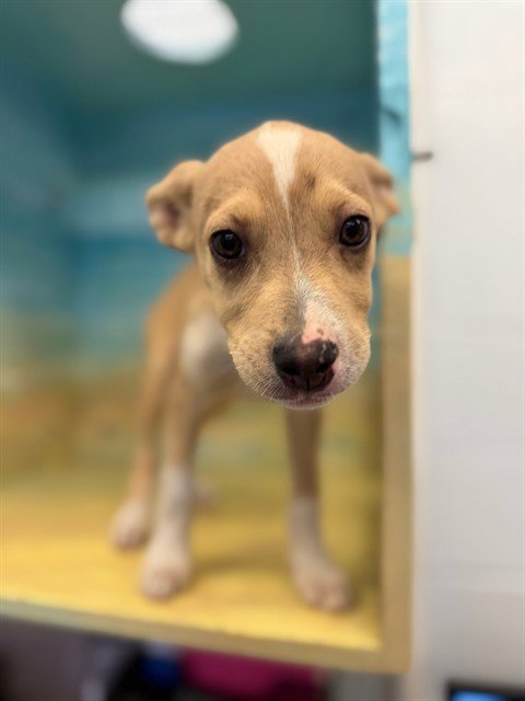INDIE - Jack Russell Terrier (Parson Russell Terrier) / Australian Shepherd available for adoption