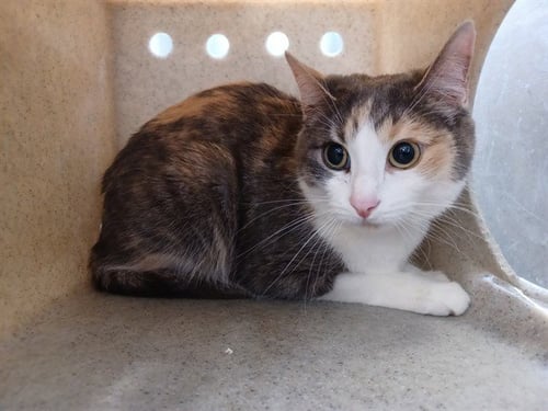 GINGER - Domestic Short Hair available for adoption