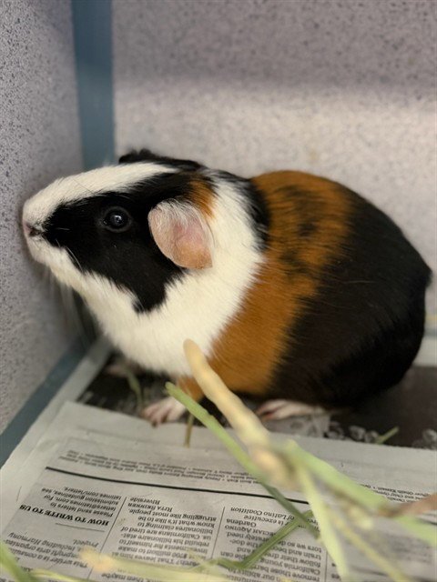 PIGGY AZALEA - Guinea Pig available for adoption