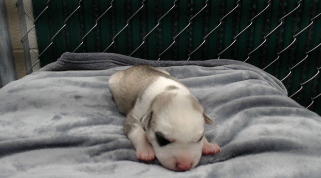 GELATO - Siberian Husky available for adoption