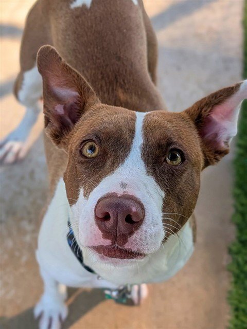 BATGIRL - Staffordshire Bull Terrier available for adoption