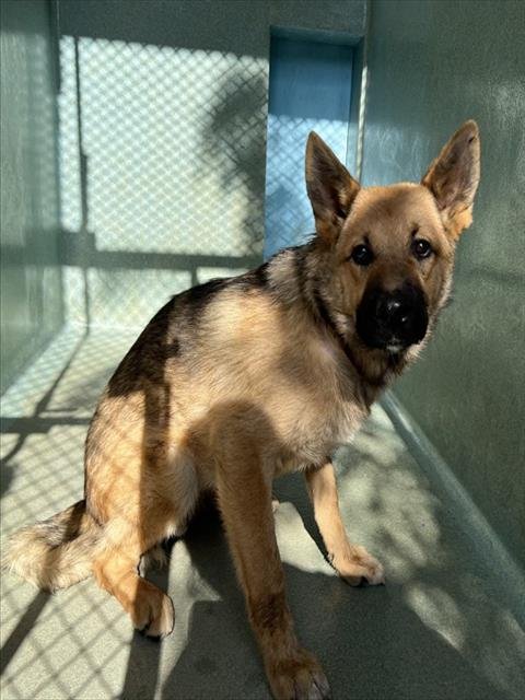YOTE - German Shepherd Dog available for adoption