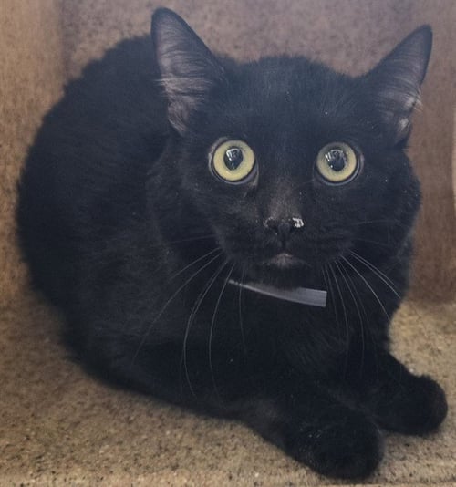 MIA - Domestic Short Hair available for adoption