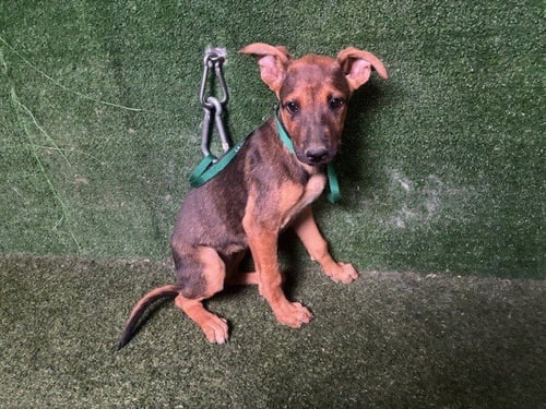 BRIDGET - German Shepherd Dog available for adoption