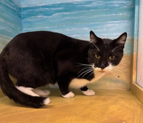 TUX - Domestic Short Hair available for adoption